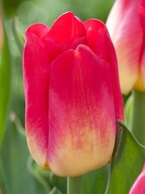 Купить тюльпаны MATCH оптом в Абакане