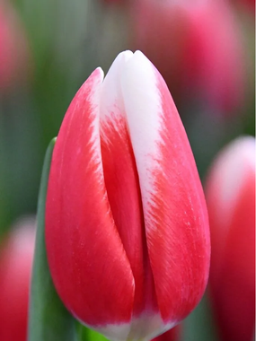 Купить тюльпаны PAUL MCCARTNEY оптом в Абакане