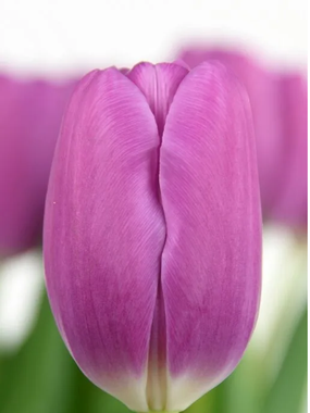 Купить тюльпаны FORTRESS оптом в Абакане