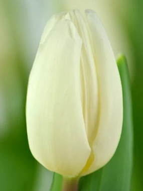 Купить тюльпаны WHITE FLAG оптом в Абакане