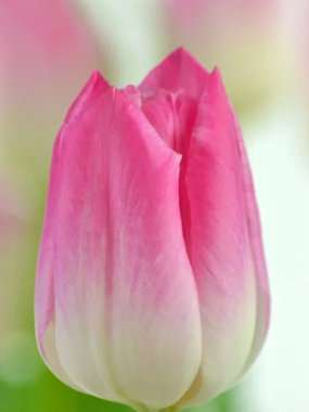 Купить тюльпаны MEMPHIS оптом в Абакане